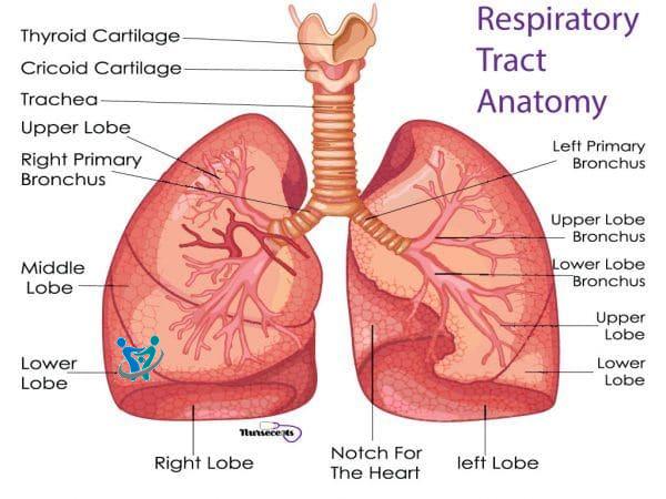 ما فوائد القرنفل للصدر 3 Lower respiratory tract